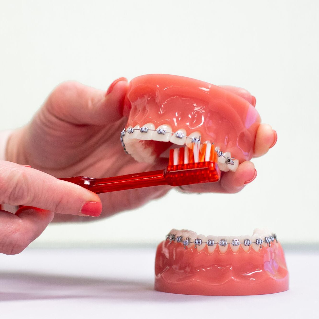 Brushing teeth model with braces